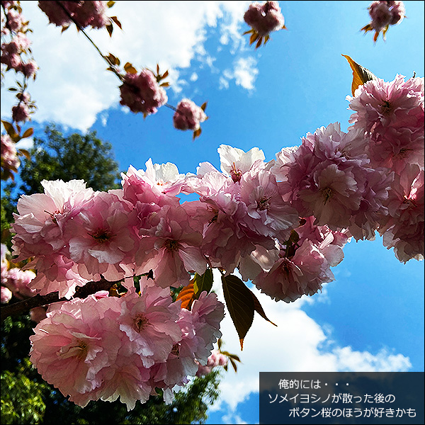 俺的には、ソメイヨシノが散った後の、ボタン桜のほうが好きかも