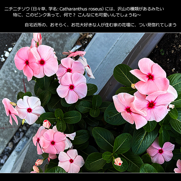 ニチニチソウ（日々草、学名:Catharanthus roseus）には、沢山の種類があるみたい。特に、このピンク系って、何で？ こんなにも可愛いんでしょうね～。自宅近所の、おそらく、お花大好きな人が住む家の花壇に、つい見惚れてしまう
